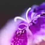 LOVE SPELLS VICTORIA SECRET