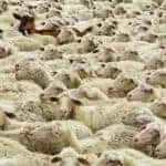 Voodoo Love Spell Symptoms