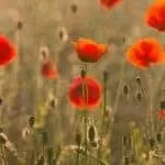 International Powerful Voodoo Love Spells Celebrity Psychic