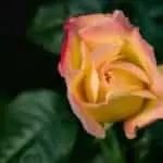 Witch Doctors In Malawi