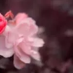 Lost Love Spells in Johannesburg