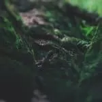 Sangoma Calling Symptoms