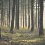 Pictures Of Sangoma Muti