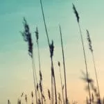 Taurus Zodiac Spells