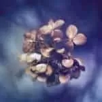 Powerful Kuwait City Love Spells Caster