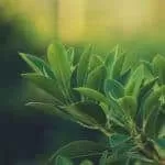 Best Sangoma And Traditional Healer In Chartwell