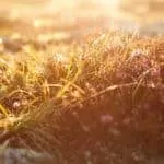 Best Sangoma And Traditional Healer In Bryanston