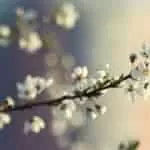 Best Sangoma And Traditional Healer In Sandton