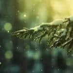 Best Sangoma And Traditional Healer In Rosebank