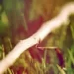 7 Day Love Jar Spell