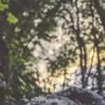 Wiccan Spell To Lose Weight