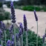 Baby Spells That Work