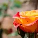 Prayer For Business Sales