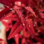 3 Minute Psychic Chat