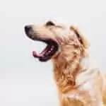 Live Psychic Chat App