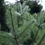 Spell To Make Someone Faithful