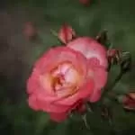 How To Cast A Love Spell On Your Husband