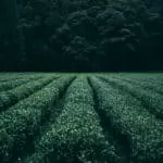 Spells To Make My Husband Obey Me