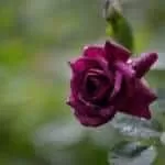 What does the charm lumos provide | Charm lumos provide harry potter