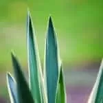 Spell To Bring Love Into My Life