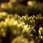 Best Magic Healing Spells