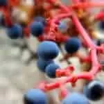 Good Luck Charms Spells