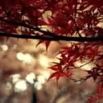 Psychic in Queensland | Nothern territory | South australia | New south wales | Western australia | Victoria | Australian capital territory | Tasmania