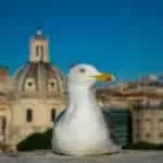 Will A Psychic Bring My Man Back