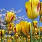 Love Miracle Magic Ring