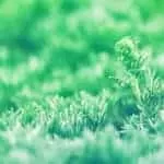 Simple Easy Love Magic Spells