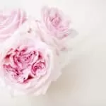 Yoni steam herbs for fibroids | Yoni steam herbs | Yoni herbs | Yoni pearls for fibroids