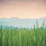 Lemon Spell To Bring Ex Back