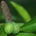 MUTUBA SEED OIL BENEFITS